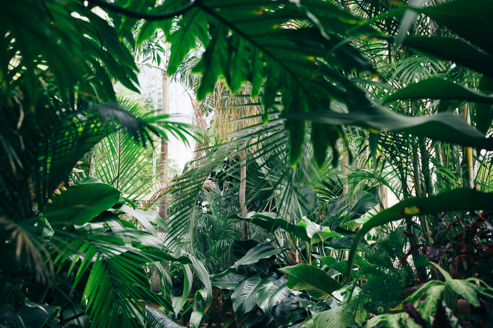 A lush jungle. Photo by Chris Abney on Unsplash