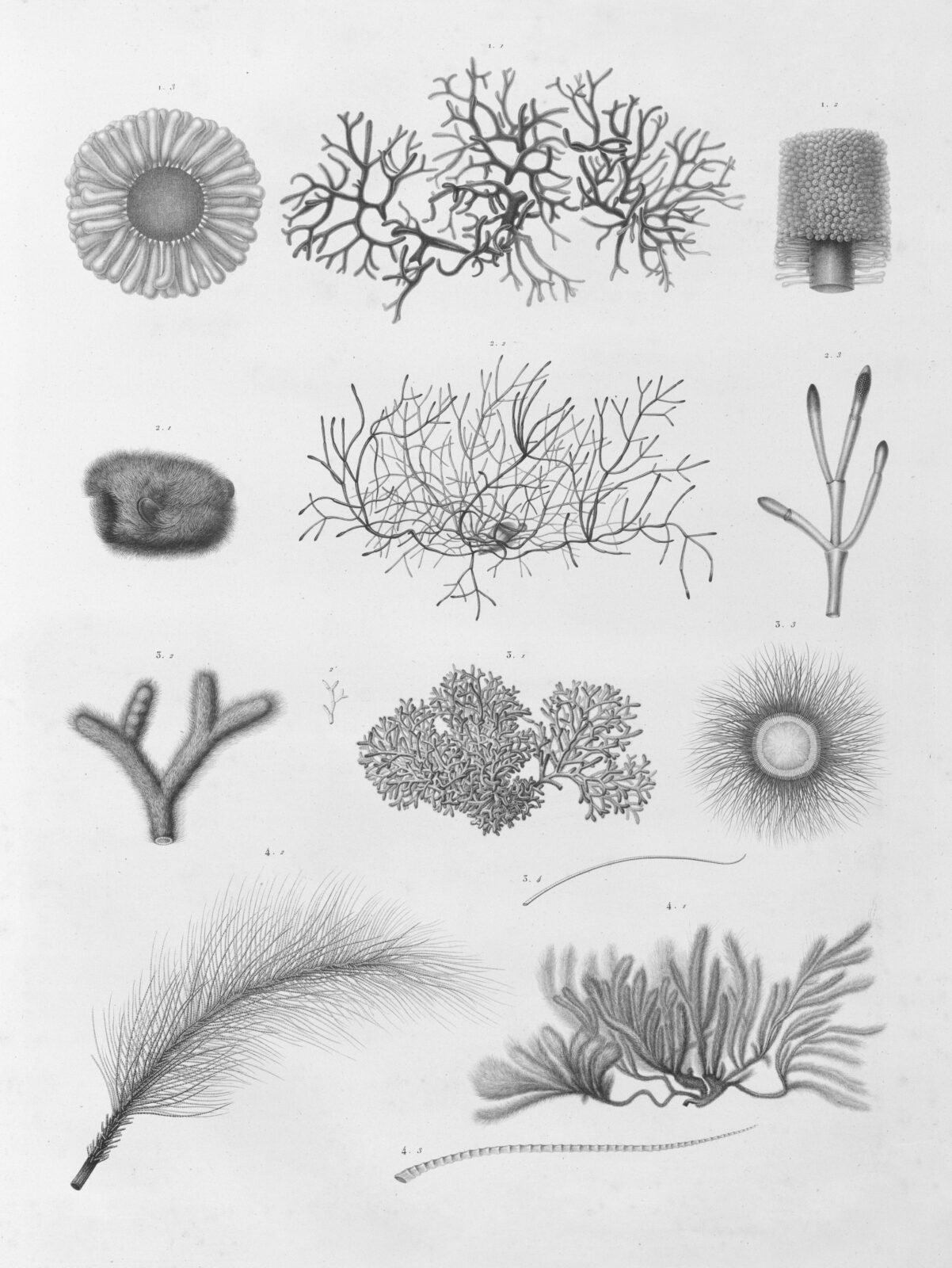 Detailed drawings of marine plant life. Photo by The New York Public Library on Unsplash.