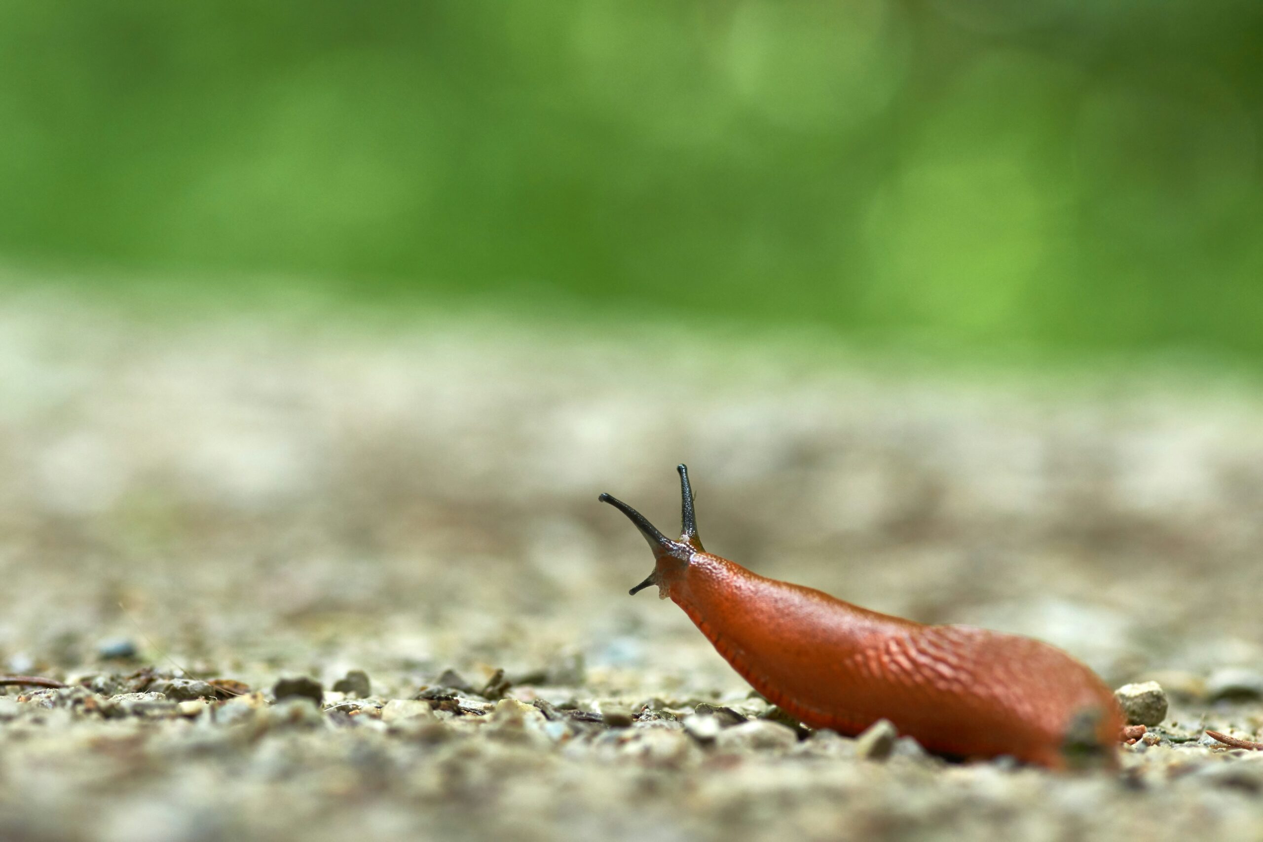 Photo of a slug. Photo by Wolfgang Hasselmann on Unsplash.