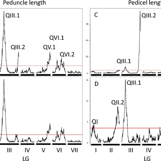 Graphs of QTL analysis.
